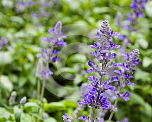 Mealycup sage blossom