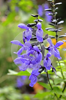 Mealycup Sage flower