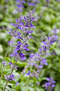 Mealycup sage flower