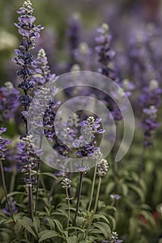 Mealycup Sage . Multiple lavender blooms