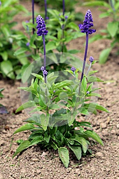 Mealycup sage or Salvia farinacea herbaceous perennial plants with violet blue spikes filled with flowers surrounded with green