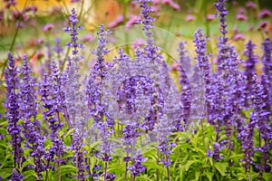 Mealycup sage (Salvia farinacea) purple flower background. Salvia farinacea, also known as mealycup sage, or mealy sage, is a her