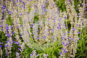 Mealycup sage (Salvia farinacea) white and purple flower background. Salvia farinacea, also known as mealycup sage, or mealy sage