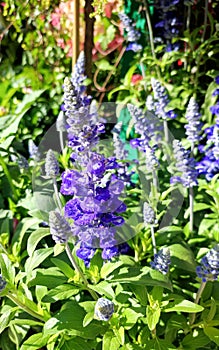 Mealycup sage: a species of Sages, its botanical name is Salvia farinacea.