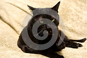 Mean black cat