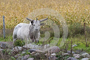 Mean Bull photo