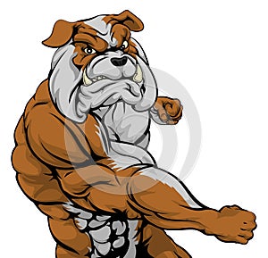 Mean bulldog mascot fighting