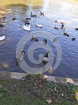 Mean cute period ducks water