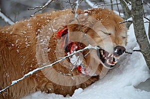 Mean dog in a snow storm