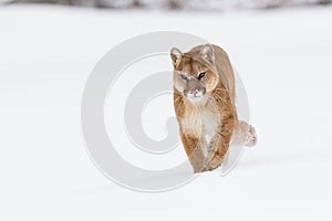 Mean looking mountain lion walking forward