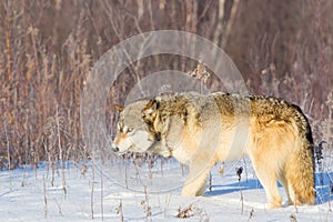 Mean looking timber wolf