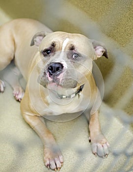 Mean Pit Bull Terrier dog in chain link dog pound kennel photo
