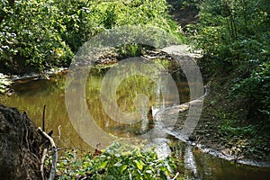 Meandering brook Boven Slinge in primeval forest Bekendelle near Winterswijk