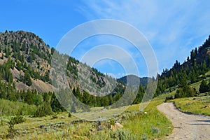 Meandering Dirt Road with Mountains and Forests in the background