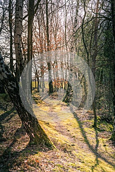 Meandering footpath through winter woodland