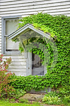 Meandering Ivy Around Door of Old House