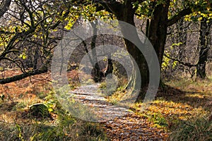 Meandering path through forest in golden winter light, Scotland