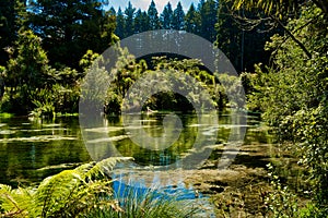 Tranquil Stream in Native Bush