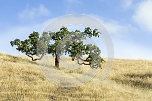 Meandering Tree and Golden Grass - Marin County, California