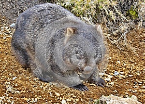 Meandering Wombat near Cradle Mountain National Park