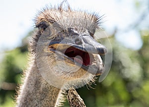 Meaningful looking ostrich close up