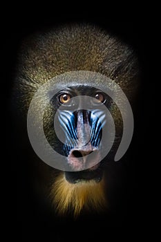 the meaninglessness of being in the eyes. The pensive face of a madril monkey Rafiki Isolated black background