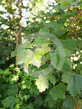 Meaple leafes tree