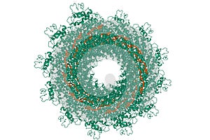 Structure of the helical Measles virus nucleocapsid