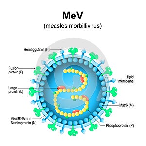 measles morbillivirus structure