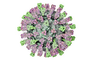 Measles virus illustration