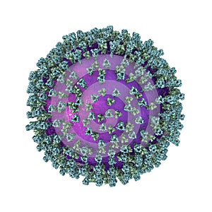 Measles virus, surface structure photo