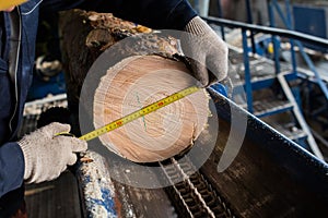 measure tree's diameter photo
