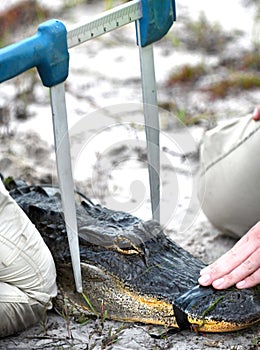 Measuring an American Alligator for capture tag release ecology research program