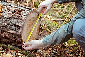 Measuring a felled tree in the forest. The concept of deforestation from an old and valuable tree stand, A threat to the ecosystem
