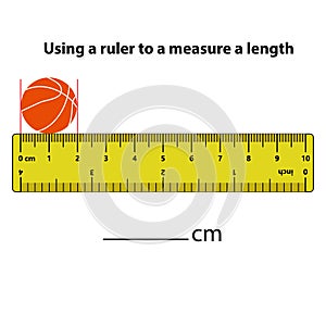 Measuring length in centimeters basket ball with the ruler. Education developing worksheet. Game for kids.