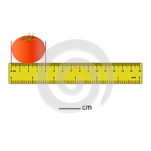 Measuring length in centimeters tomato with the ruler. Education developing worksheet. Game for kids. Puzzle for children.