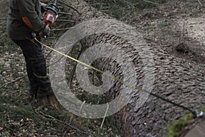 measuring the log after tree felling