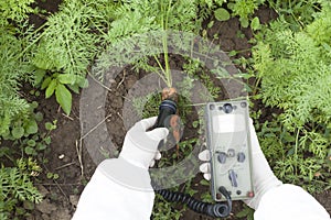 Measuring radiation levels of carrot