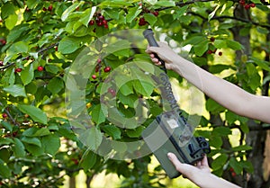 Measuring radiation levels of cherry tree