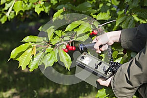 Measuring radiation levels of fruits