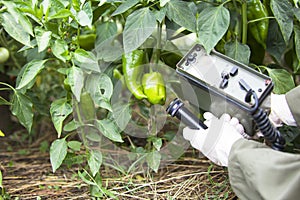 Measuring radiation levels of pepper