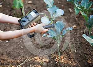 Measuring radiation levels of wild cabbage