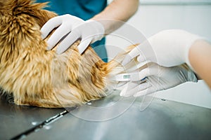 Measuring the temperature of cat, vet clinic