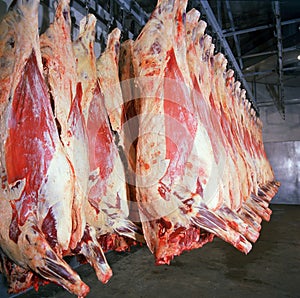 meat in cold storage room. Industrial meat production hanging meat