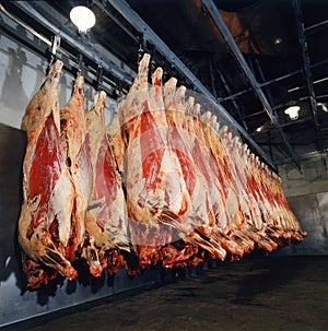 meat in cold storage room. Industrial meat production line