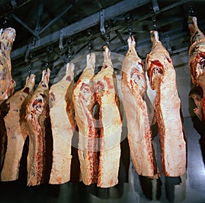 meat in cold storage room. Industrial meat production line.argenttina