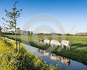 Meat cows in dutch spring meadow reflected in canal bahind yellow rapeseed flowers