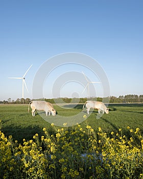 Meat cows in dutch spring meadow reflected in canal bahind yellow rapeseed flowers