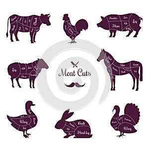 Meat cuts poster with named animals body parts