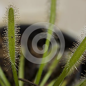 Meat eating plant (Drosera)